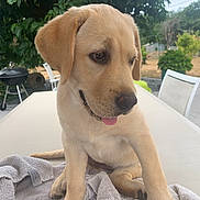 Betty a rejoint le concours — aidez-le/la à gagner de superbes lots ! animal, canine, cute, dog, domestic_animal, grass, greenery, nature, outdoor, patio_furniture, pet, puppy, sitting, summer, table, tongue_out, towel, tree, yellow_labrador, young_dog