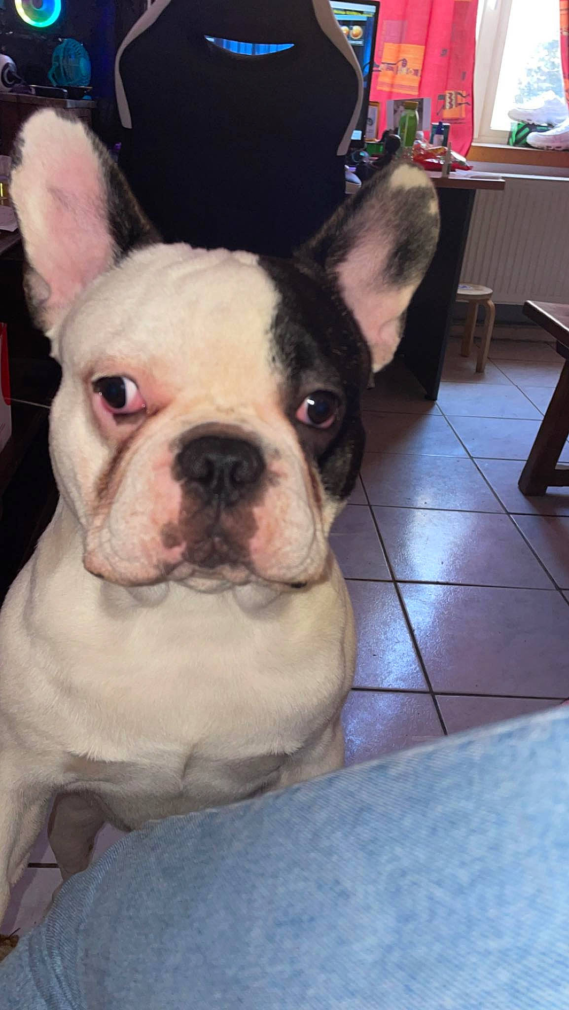 Démon a rejoint le concours — aidez-le/la à gagner de superbes lots ! bulldog, canidae, carnivore, comfort, companion_dog, dog, dog_breed, ear, fawn, flooring, fur, non_sporting_group, snout, sporting_group, terrestrial_animal, toy_dog, whiskers, working_animal, wrinkle