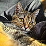 Raya a rejoint le concours — aidez-le/la à gagner de superbes lots ! cat, tabby, close_up, whiskers, fur, golden_eyes, relaxed, sunlight, blanket, soft_texture, indoor, pet, cute, domestic_animal, animal_portrait, feline, resting, cozy, warm_light, curious