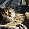 Raya a rejoint le concours — aidez-le/la à gagner de superbes lots ! cat, tabby, paw, whiskers, sleeping, sunlight, blanket, cozy, feline, relaxed, fur, indoor, cute, pet, animal, resting, soft, closeup, adorable, warm