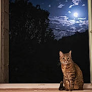 Raya participe au concours pour gagner de l'argent avec cette photo : cat, tabby_cat, window, windowsill, night, moon, moonlight, clouds, tree, silhouette, animal, pet, feline, outdoor, darkness, sky, nature, curious, sitting, open_window