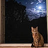 cat, tabby_cat, window, windowsill, night, moon, moonlight, clouds, tree, silhouette, animal, pet, feline, outdoor, darkness, sky, nature, curious, sitting, open_window