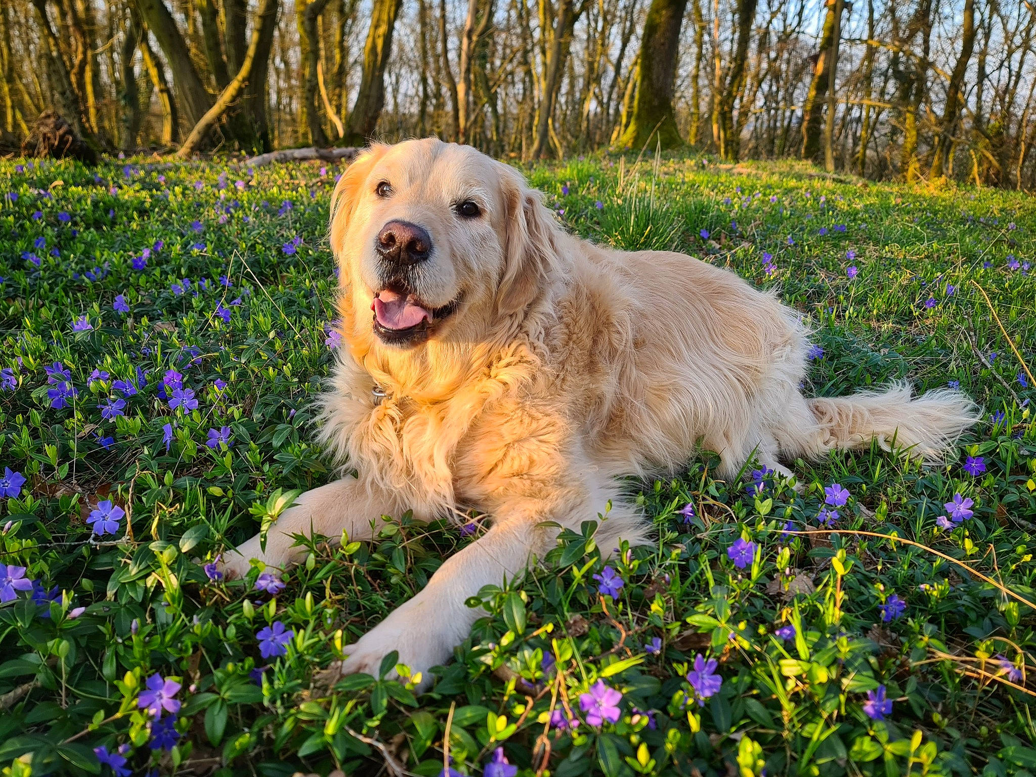 Shadow a rejoint le concours — aidez-le/la à gagner de superbes lots ! botany, carnivore, companion_dog, dog, dog_breed, fawn, flower, grass, groundcover, happy, herbaceous_plant, landscape, natural_landscape, nature, people_in_nature, plant, sky, sporting_group, spring, tree