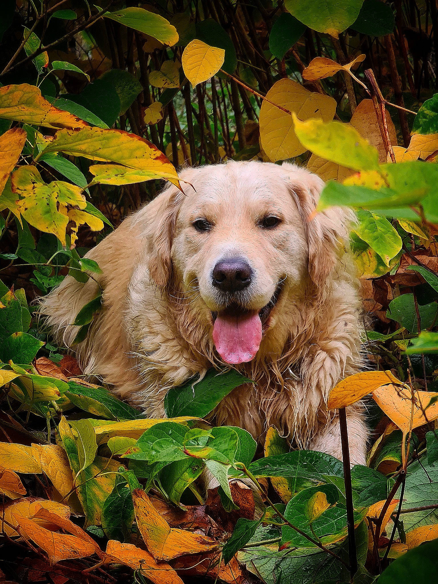 Shadow a rejoint le concours — aidez-le/la à gagner de superbes lots ! art, canidae, carnivore, companion_dog, dog, dog_breed, fang, fawn, fur, grass, gun_dog, plant, snout, sporting_group, terrestrial_animal, working_animal