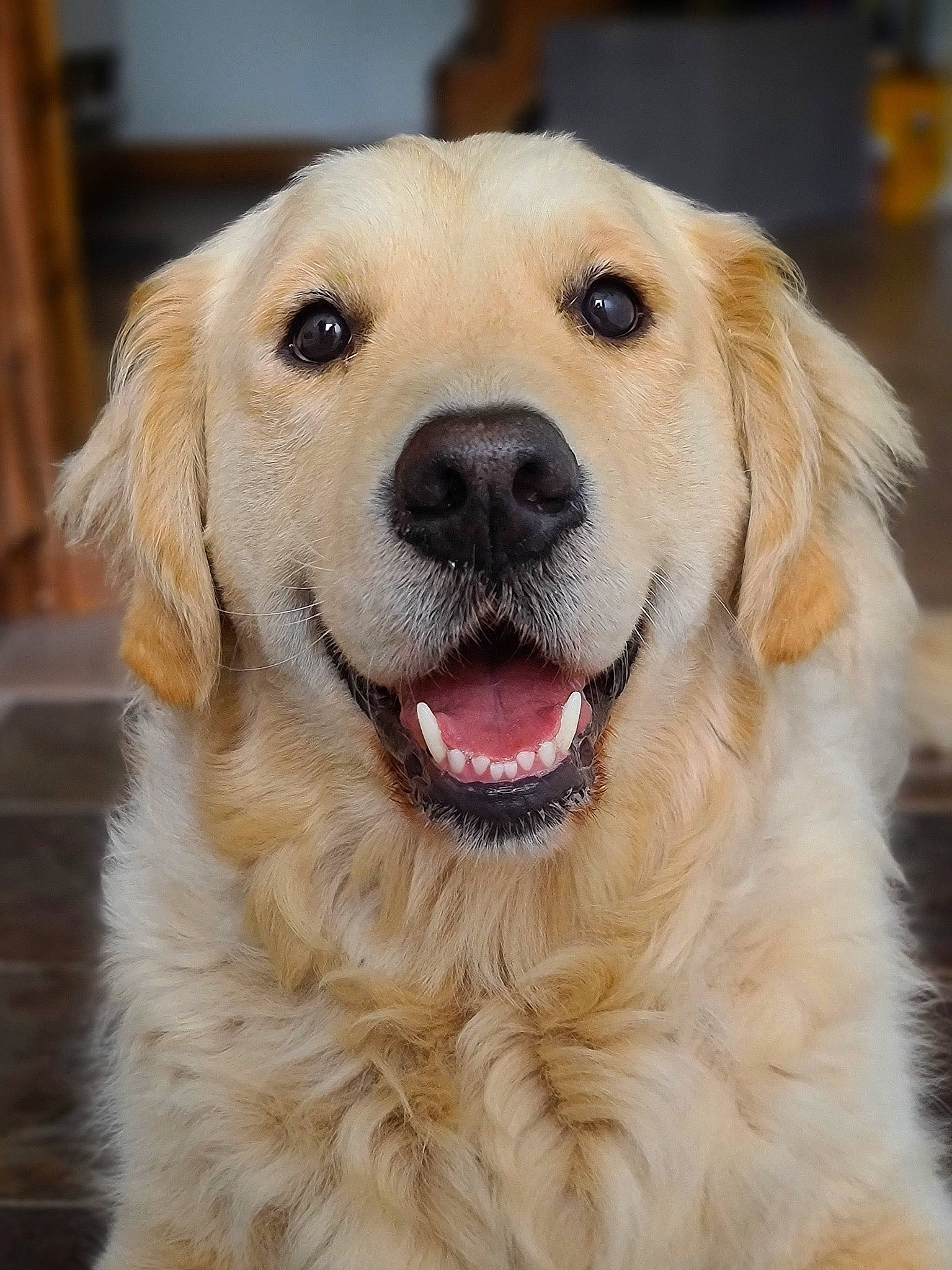 Shadow participe au concours pour gagner de l'argent avec cette photo : canidae, carnivore, companion_dog, dog, dog_breed, event, eye, fang, fawn, fur, golden_retriever, gun_dog, head, natural_material, nose, snout, sporting_group, whiskers, working_animal, working_dog