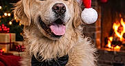 Shadow participe au concours pour gagner de l'argent avec cette photo : golden_retriever, dog, pet, christmas, holiday, santa_hat, black_bow_tie, fireplace, stocking, christmas_tree, decorations, lights, festive, warm, cozy, portrait, indoor, animal, smiling, tongue_out