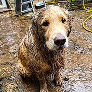 Shadow a rejoint le concours — aidez-le/la à gagner de superbes lots ! dog, muddy, wet, outdoor, backyard, animal, pet, golden_retriever, mud, dirt, hose, ladder, fur, sitting, looking, closeup, expression, ground, nature, curious