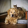 Shadow a rejoint le concours — aidez-le/la à gagner de superbes lots ! dog, golden_retriever, cat, kitten, indoor, floor, wooden_floor, resting, pets, animal, mammal, tabby, fur, collar, radiator, wall, stairs, domestic, cute, companions