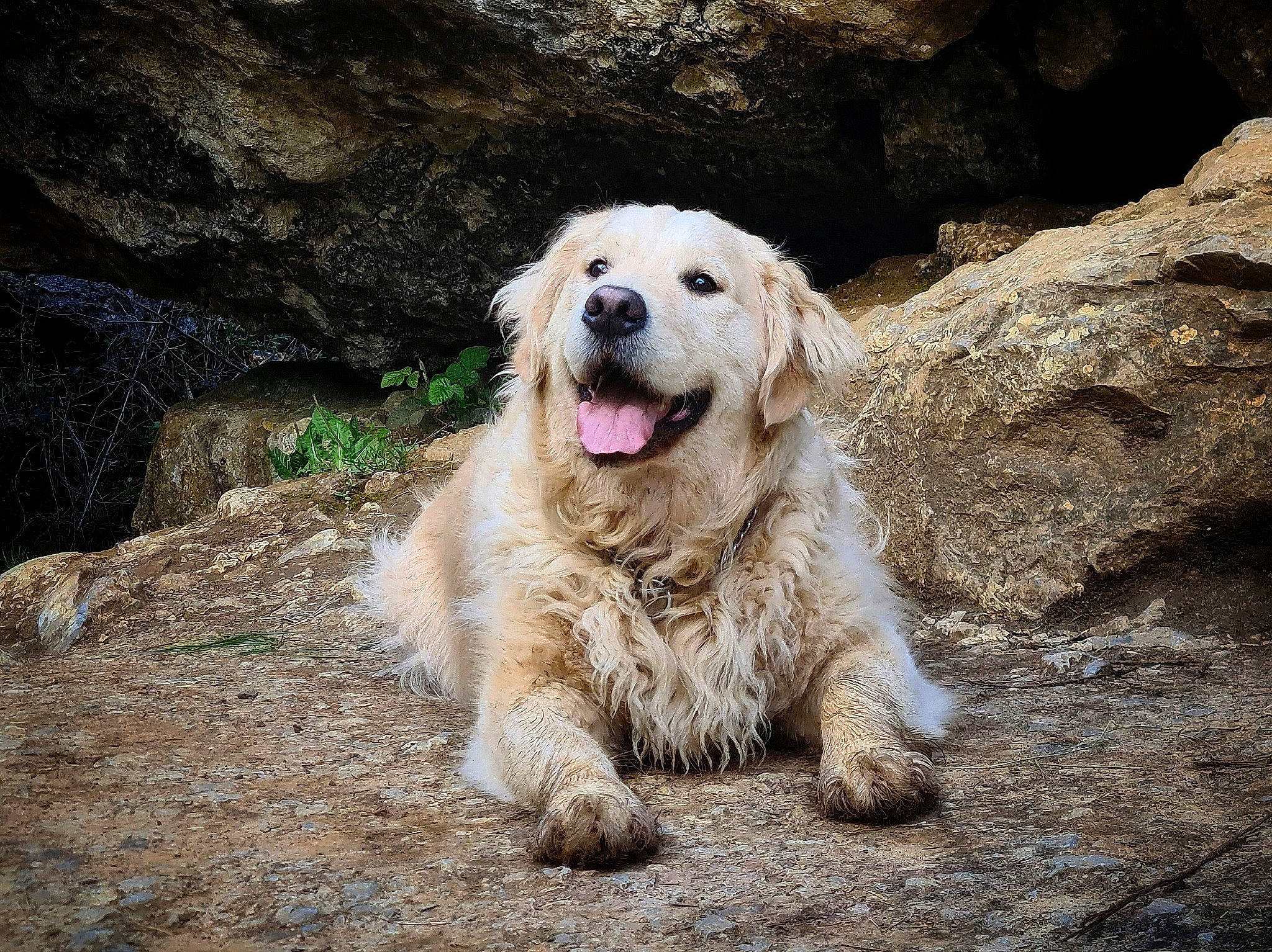 Shadow participe au concours pour gagner de l'argent avec cette photo : bedrock, canidae, carnivore, companion_dog, dog, dog_breed, fang, fawn, fur, landscape, livestock_guardian_dog, rock, soil, sporting_group, terrestrial_animal, whiskers