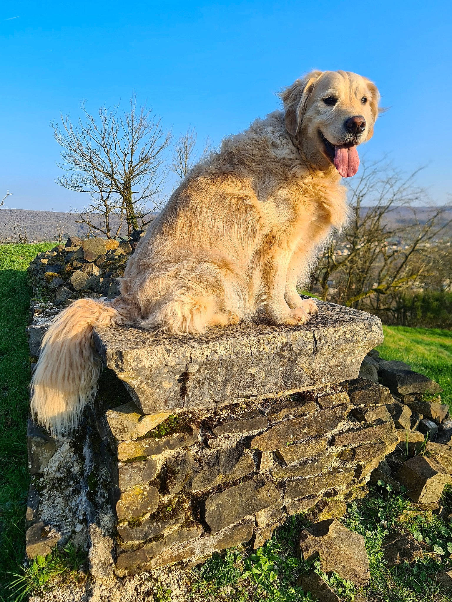 Shadow a rejoint le concours — aidez-le/la à gagner de superbes lots ! bedrock, canidae, carnivore, companion_dog, dog, dog_breed, dog_hiking, grass, grassland, gun_dog, landscape, livestock_guardian_dog, natural_landscape, plant, rock, sky, soil, sporting_group, tree, working_dog