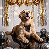 Shadow a rejoint le concours — aidez-le/la à gagner de superbes lots ! dog, golden_retriever, bow_tie, disco_ball, reflection, party, celebration, balloons, streamers, indoor, festive, smiling, tongue_out, decorations, black_bow, happy, pet, floor, gold, silver