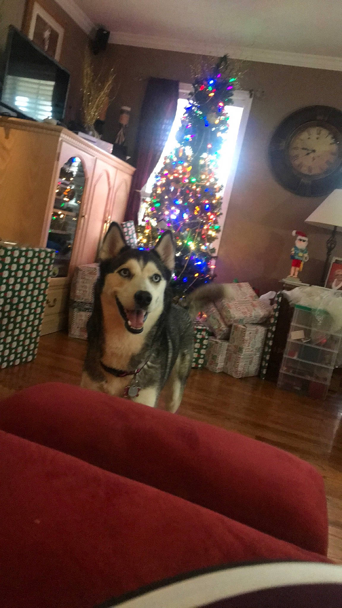 Roxy is registered to the contest to win money with this photo: alaskan_klee_kai, alaskan_malamute, canidae, carnivore, couch, czechoslovakian_wolfdog, dog, dog_breed, fur, interior_design, mammal, northern_inuit_dog, room, sakhalin_husky, siberian_husky, sled_dog, wolfdog, working_dog