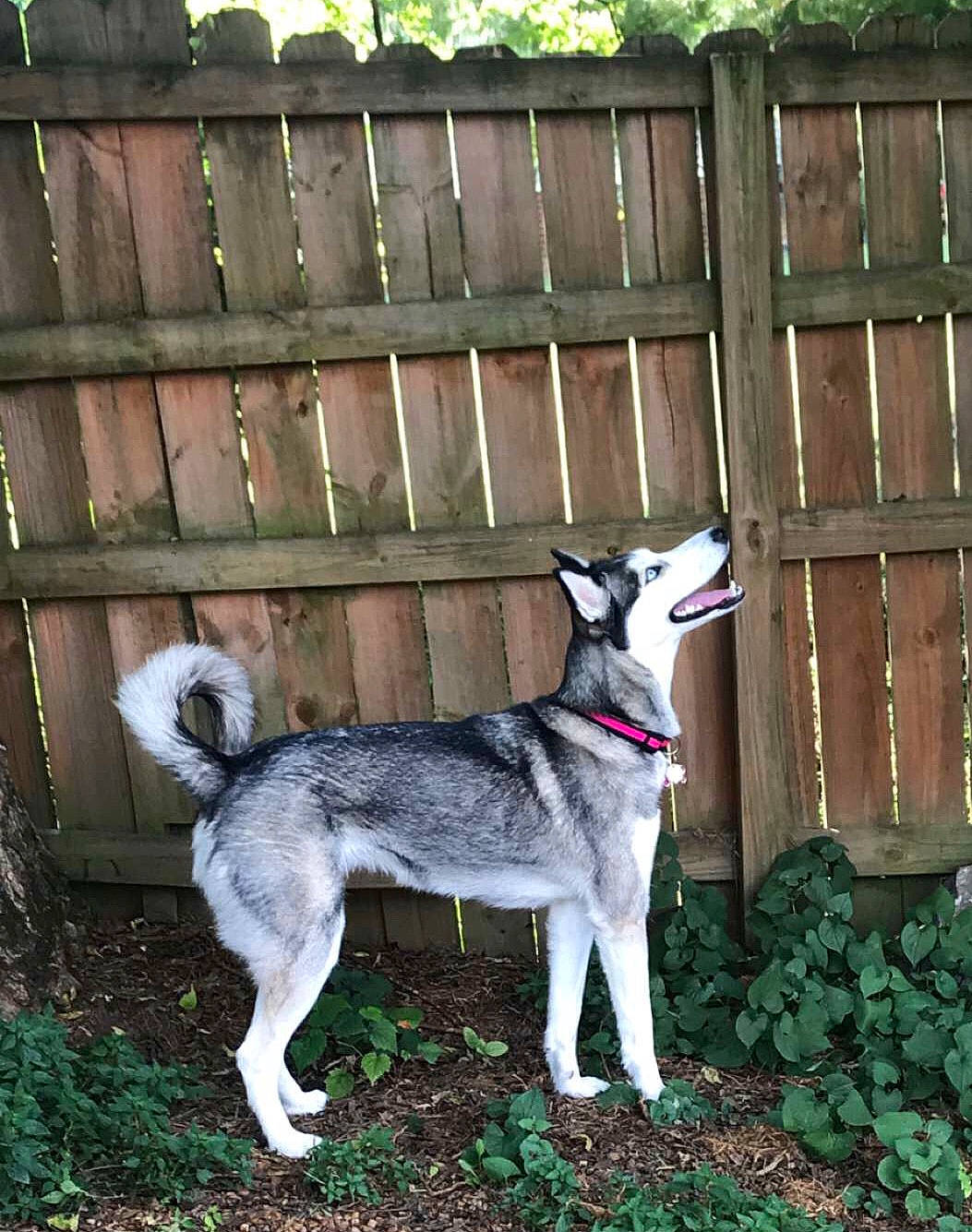 Roxy is registered to the contest to win money with this photo: alaskan_klee_kai, alaskan_malamute, canidae, carnivore, dog, dog_breed, east_siberian_laika, jamthund, mammal, native_american_indian_dog, northern_inuit_dog, norwegian_elkhound, seppala_siberian_sleddog, siberian_husky, sled_dog, sporting_group, tamaskan_dog, vertebrate, west_siberian_laika, wolfdog