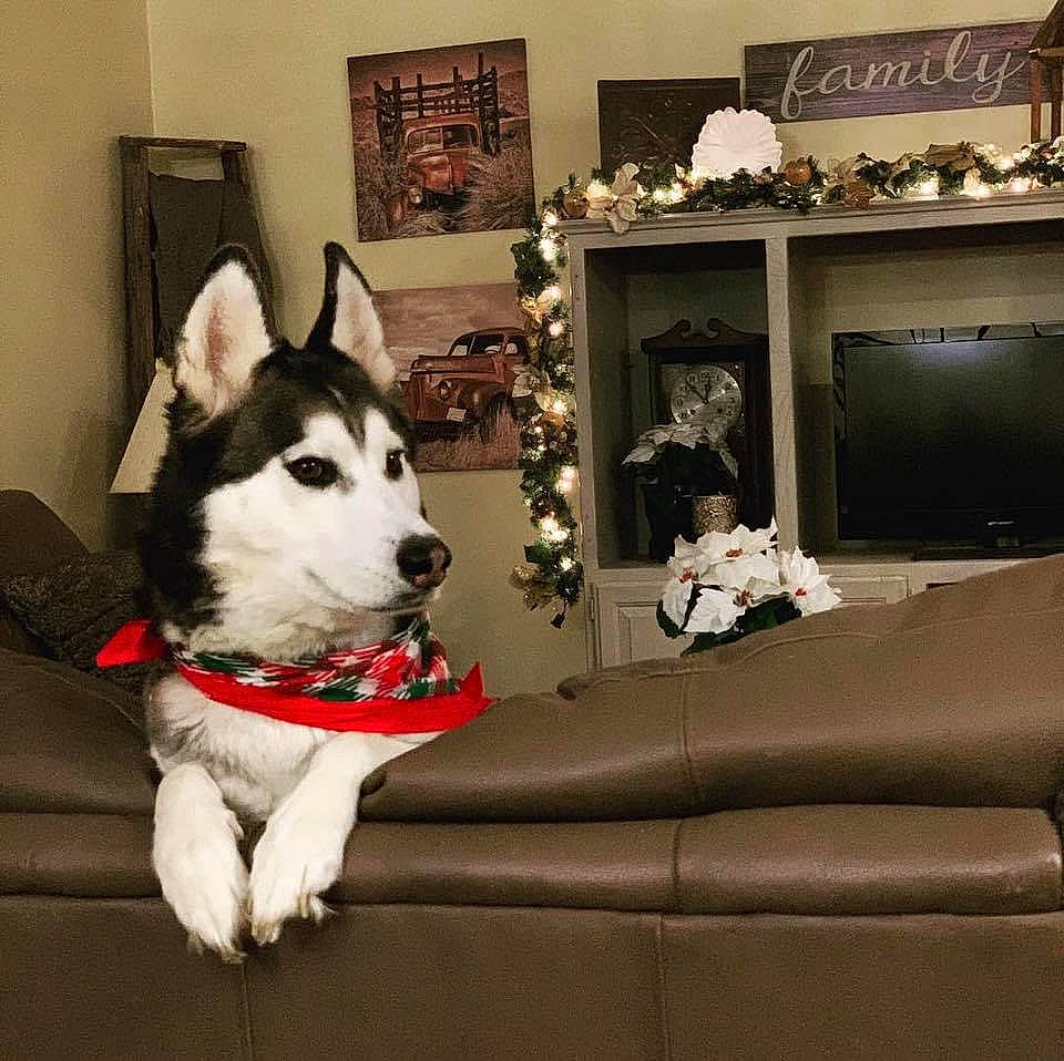 Amaya is registered to the contest to win money with this photo: alaskan_klee_kai, alaskan_malamute, canadian_eskimo_dog, canidae, carnivore, dog, dog_breed, mammal, miniature_siberian_husky, native_american_indian_dog, northern_inuit_dog, rare_breed_dog, sakhalin_husky, seppala_siberian_sleddog, siberian_husky, sled_dog, sporting_group, tamaskan_dog, vertebrate, wolfdog