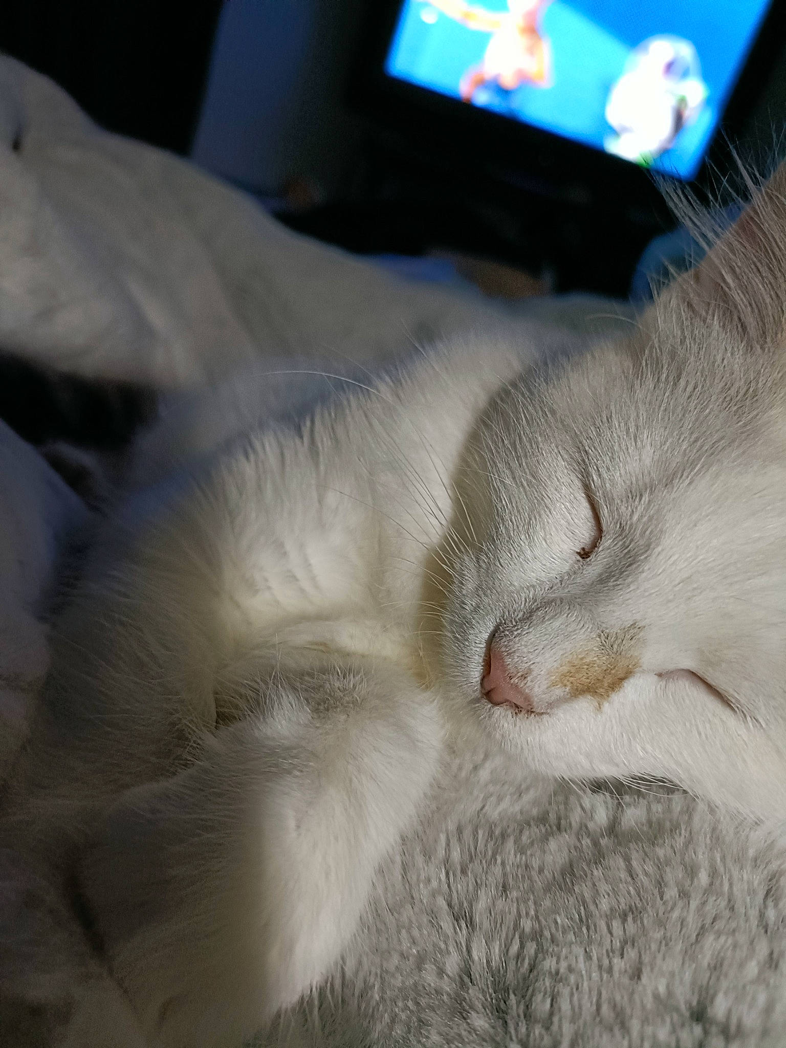 Blue a rejoint le concours — aidez-le/la à gagner de superbes lots ! carnivore, cat, claw, comfort, couch, domestic_short_haired_cat, fawn, felidae, fur, gesture, hand, linens, nap, paw, sleep, small_to_medium_sized_cats, snout, tail, television, whiskers