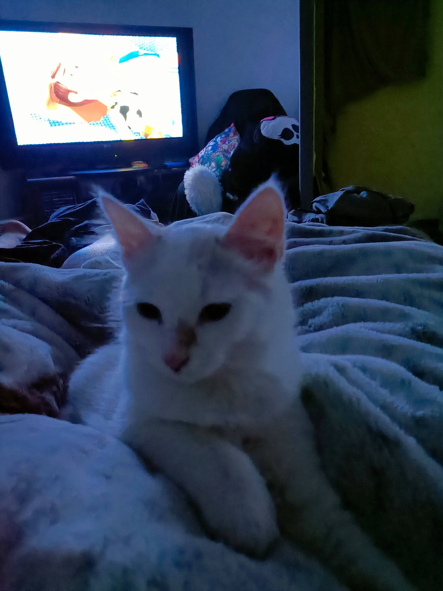 Blue a rejoint le concours — aidez-le/la à gagner de superbes lots ! cable_television, carnivore, cat, comfort, computer, desk, display_device, domestic_short_haired_cat, felidae, flat_panel_display, fur, home_appliance, led_backlit_lcd_display, paw, personal_computer, small_to_medium_sized_cats, tail, television, television_set, whiskers