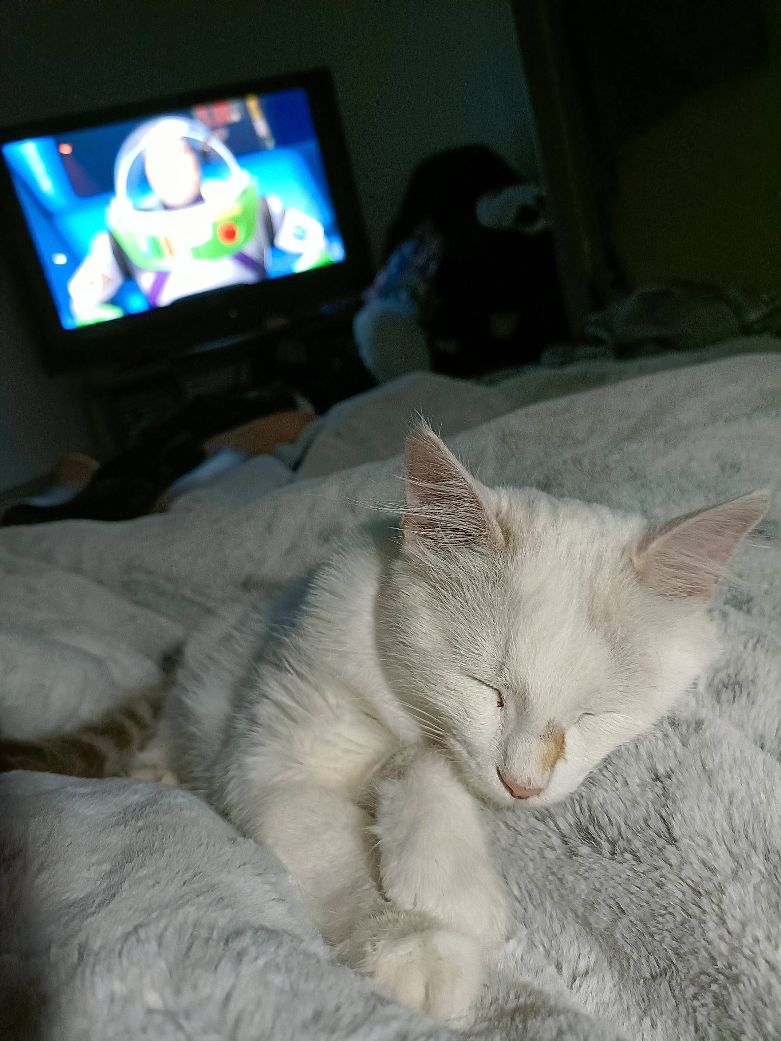 Blue participe au concours pour gagner de l'argent avec cette photo : cable_television, carnivore, cat, claw, comfort, display_device, domestic_short_haired_cat, felidae, flat_panel_display, fur, gadget, led_backlit_lcd_display, linens, paw, small_to_medium_sized_cats, snout, tail, television, television_set, whiskers