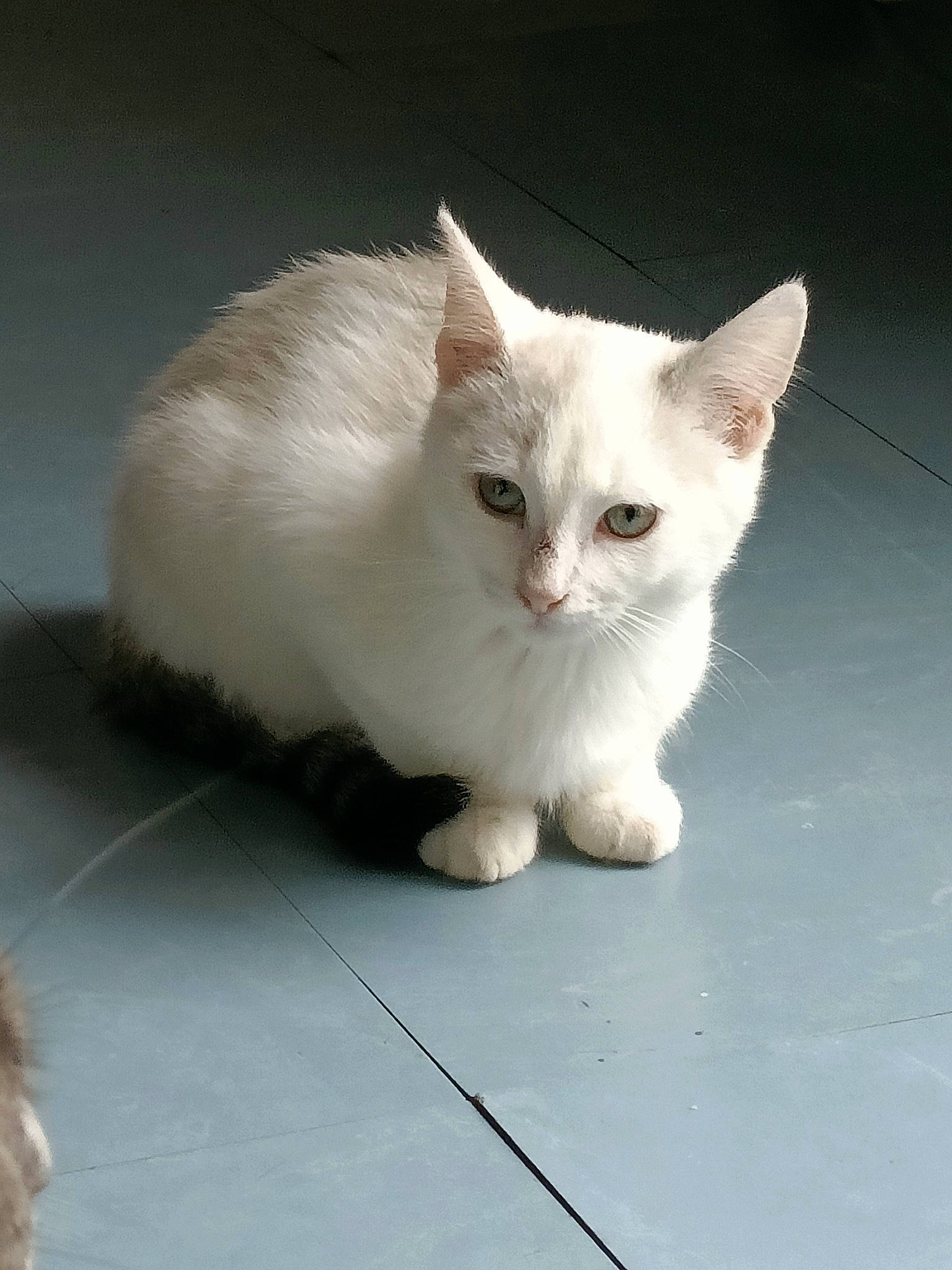 Ice a rejoint le concours — aidez-le/la à gagner de superbes lots ! carnivore, cat, claw, domestic_short_haired_cat, felidae, flooring, fur, paw, sitting, small_to_medium_sized_cats, snout, tail, terrestrial_animal, whiskers