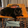 cat, black_cat, fluffy, indoor, table, wooden_table, pet, animal, yellow_eyes, furniture, rug, patterned_rug, blinds, vertical_blinds, cozy, home, domestic, relaxed, lying_down, looking