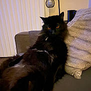 George joined the competition — help win amazing prizes! animal, black_cat, cat, companion, couch, cozy, cute, domestic, feline, fluffy, fur, home, indoor, lamp, living_room, pet, pillow, relaxing, resting, vertical_blinds