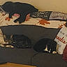 George joined the competition — help win amazing prizes! cat, black_cat, tabby_cat, couch, pillow, blanket, indoor, resting, sleeping, feline, pet, home, cozy, autumn, decor, animal, fur, relaxation, domestic, living_room