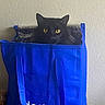 black_cat, cat, yellow_eyes, blue_bag, reusable_bag, indoor, pet, curious, animal, feline, container, closeup, domestic_cat, household, portrait, looking_out, texture, wall, handles, sitting