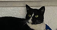Pretty is registered to the contest to win money with this photo: alert, animal, background, black_and_white, cat, closeup, cozy, curious, dim_lighting, domestic_cat, feline, folded_towels, green_eyes, household_items, indoor, pet, resting, shelf, stack, towels