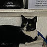 Pretty is registered to the contest to win money with this photo: cat, black_and_white, green_eyes, towels, shelf, stack, folded_towels, indoor, pet, animal, resting, household_items, curious, alert, feline, domestic_cat, cozy, dim_lighting, background, closeup