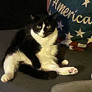 Pretty joined the competition — help win amazing prizes! cat, tuxedo_cat, indoor, couch, pillow, stars, text, america, black_and_white, pet, animal, relaxed_pose, feline, fur, whiskers, paw, seated, domestic_cat, curious, cozy