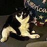 cat, tuxedo_cat, indoor, couch, pillow, stars, text, america, black_and_white, pet, animal, relaxed_pose, feline, fur, whiskers, paw, seated, domestic_cat, curious, cozy