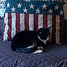 Pretty is registered to the contest to win money with this photo: american_flag_design, animal, black_and_white_cat, cat, couch, cozy, domestic_animal, fabric_texture, feline, home, indoor, nap, pet, pillow, quiet, quilted_bedspread, resting, sleeping_cat, stars, stripes