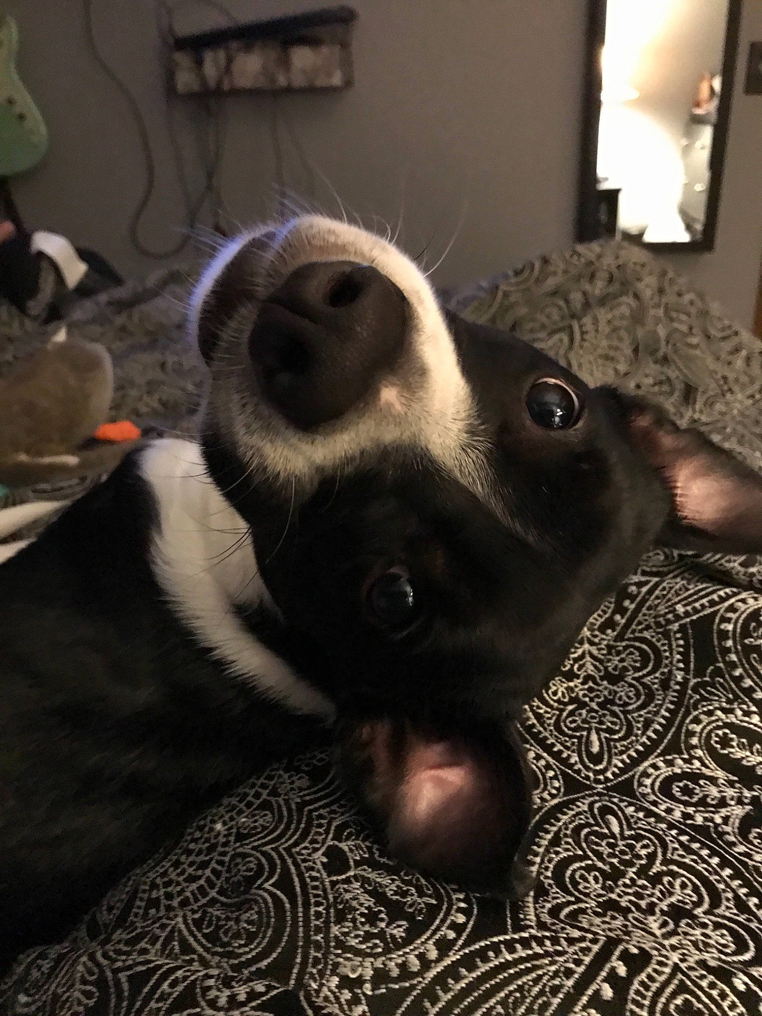 Kaci is registered to the contest to win money with this photo: canidae, carnivore, dog, dog_breed, eye, fur, nose, room, snout, sporting_group, whiskers