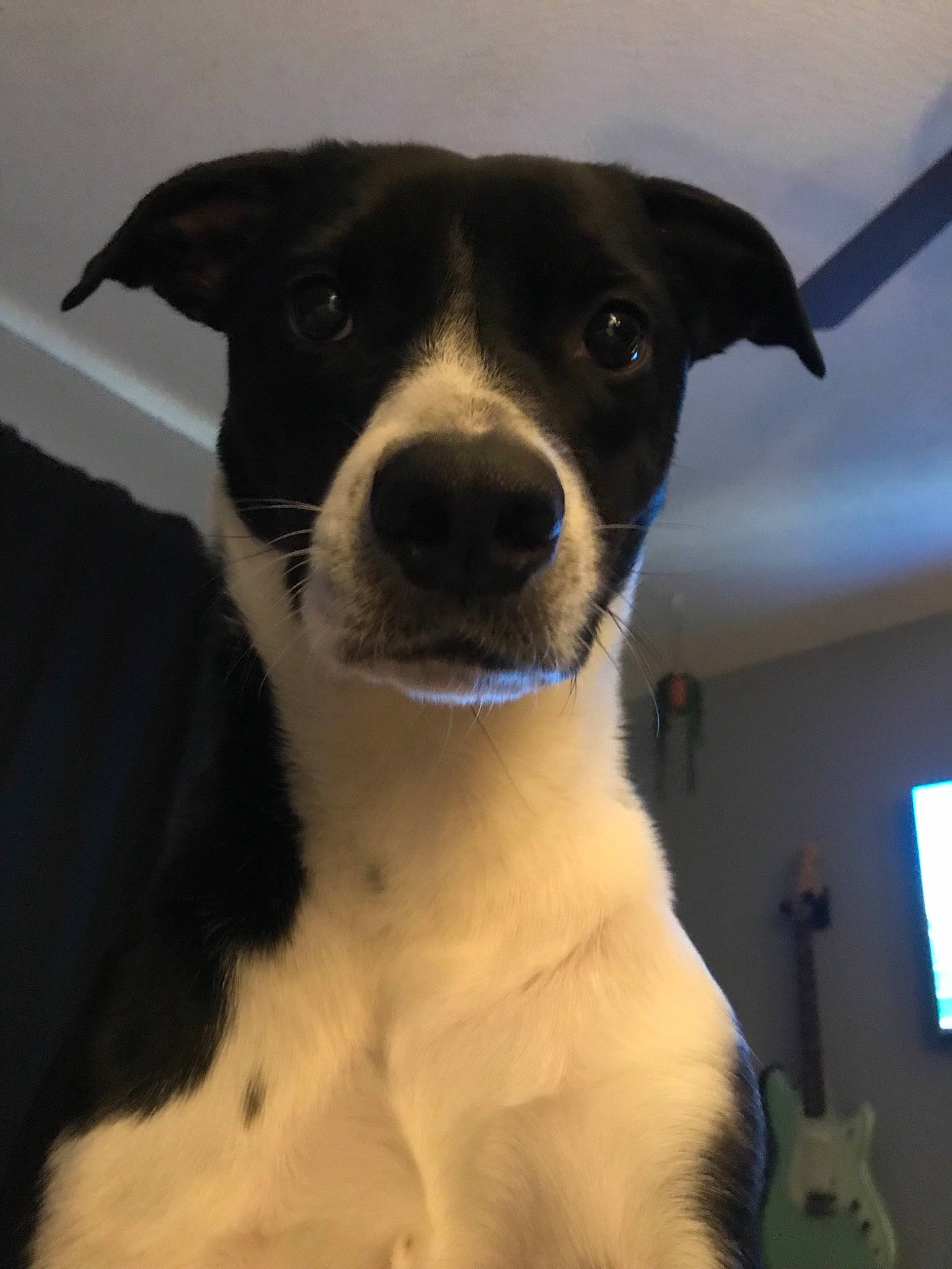 Kaci joined the competition — help win amazing prizes! border_collie, canidae, carnivore, companion_dog, danish_swedish_farmdog, dog, dog_breed, feist, fox_terrier, mammal, mcnab, nose, potcake_dog, rare_breed_dog, rat_terrier, ratonero_bodeguero_andaluz, smooth_fox_terrier, snout, sporting_group, whiskers