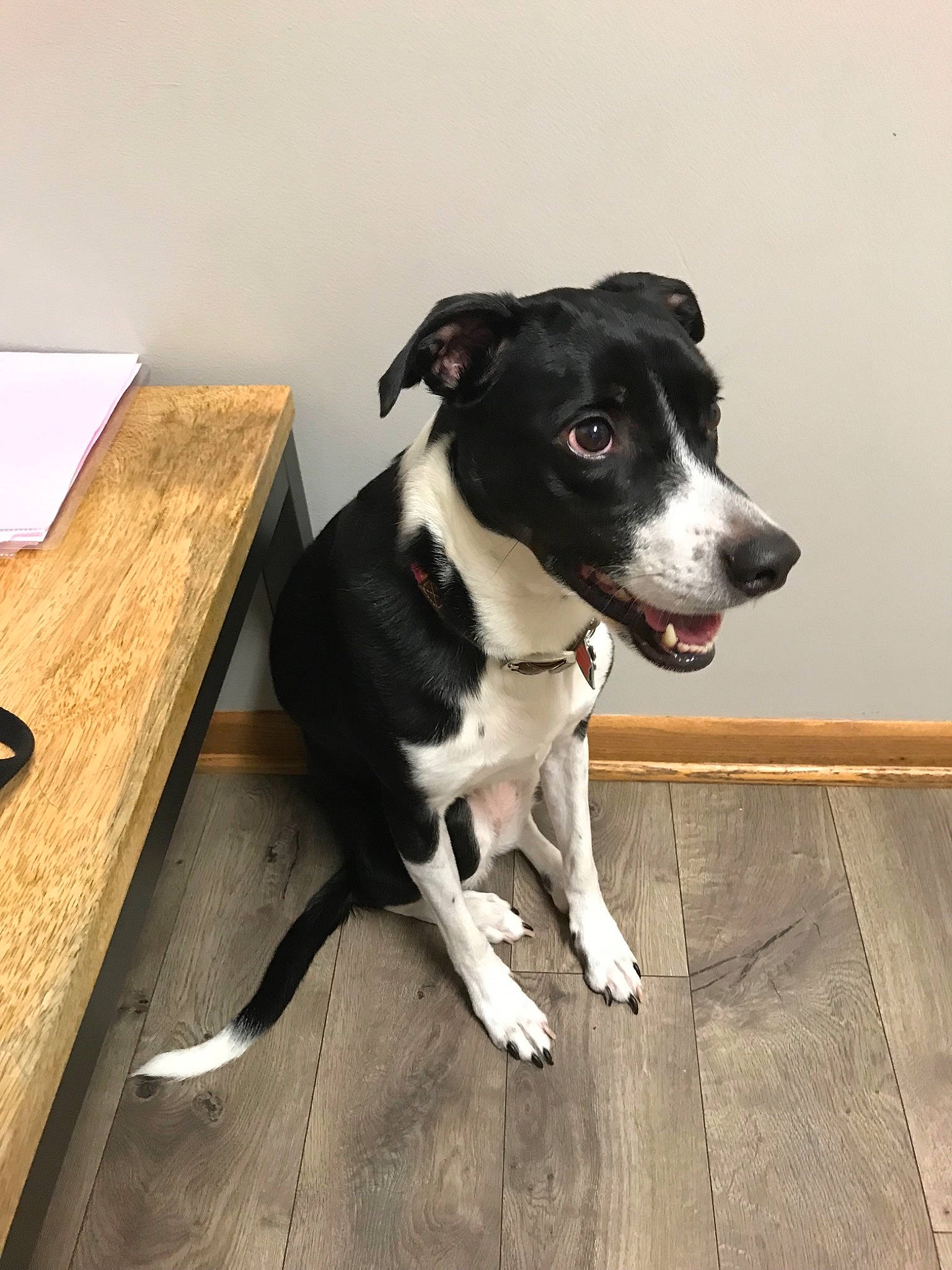 Kaci is registered to the contest to win money with this photo: borador, border_collie, canidae, carnivore, companion_dog, dog, dog_breed, eurohound, feist, floor, mammal, mcnab, potcake_dog, rare_breed_dog, snout, sporting_group, tail