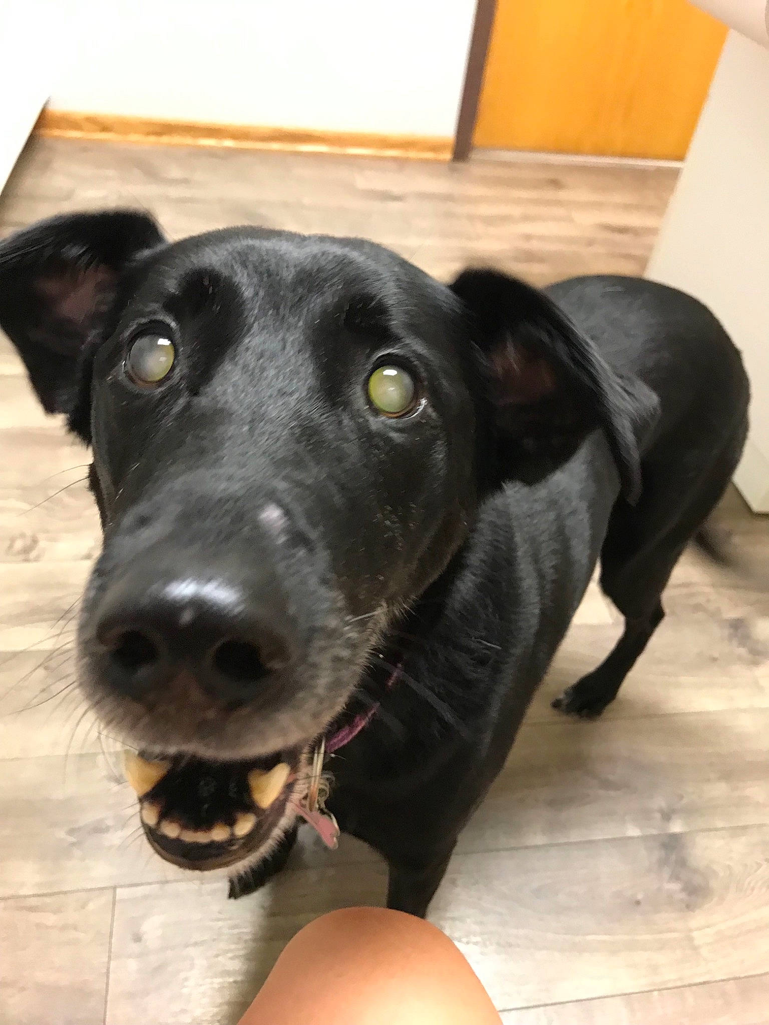 Kiera is registered to the contest to win money with this photo: borador, canidae, carnivore, dog, dog_breed, dog_collar, formosan_mountain_dog, labrador_retriever, mammal, patterdale_terrier, potcake_dog, rare_breed_dog, snout, sporting_group, whiskers