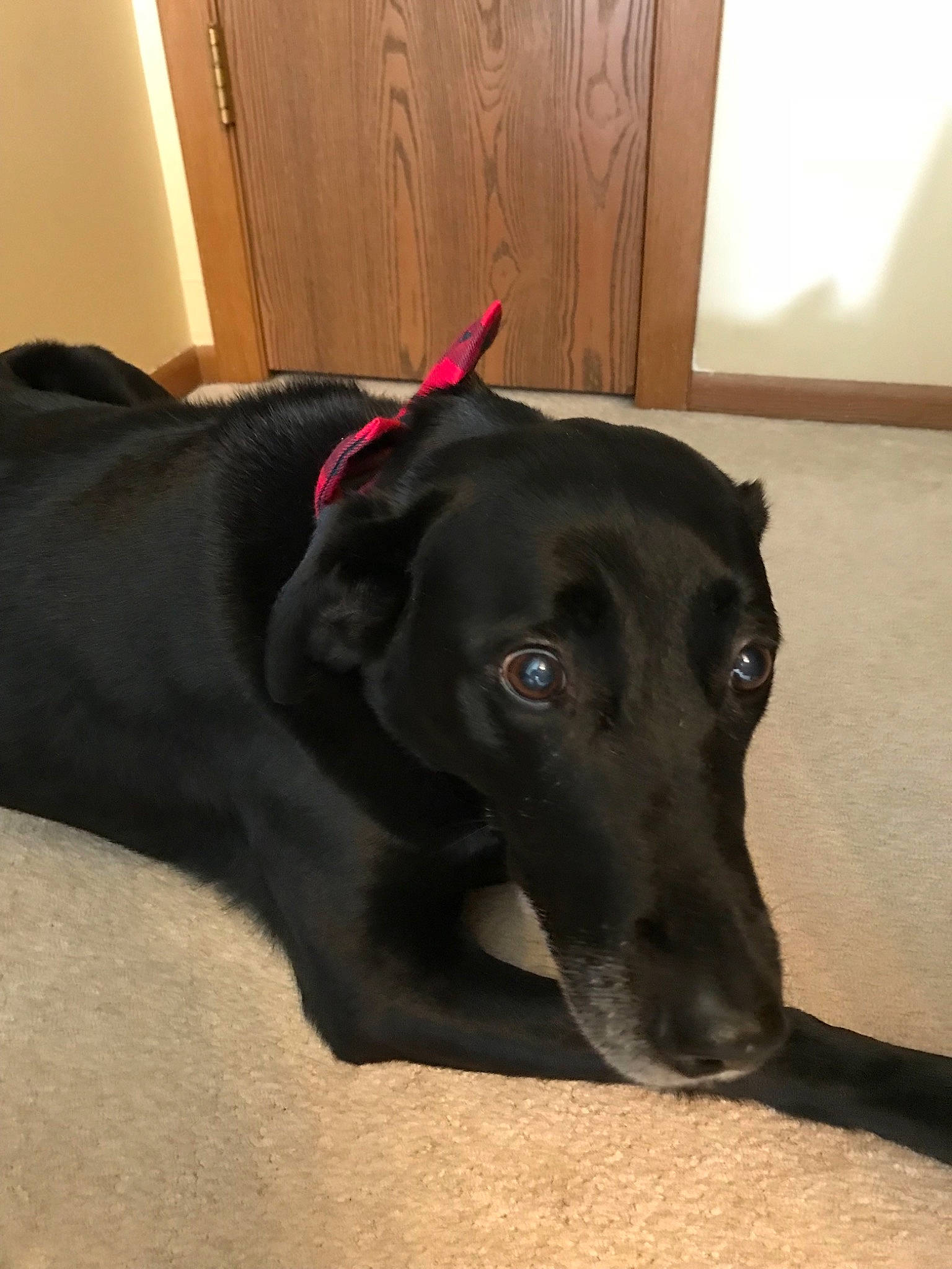 Kiera joined the competition — help win amazing prizes! beagador, borador, canidae, carnivore, dog, dog_breed, ear, greyhound, labrador_retriever, mammal, patterdale_terrier, snout, sporting_group, whiskers