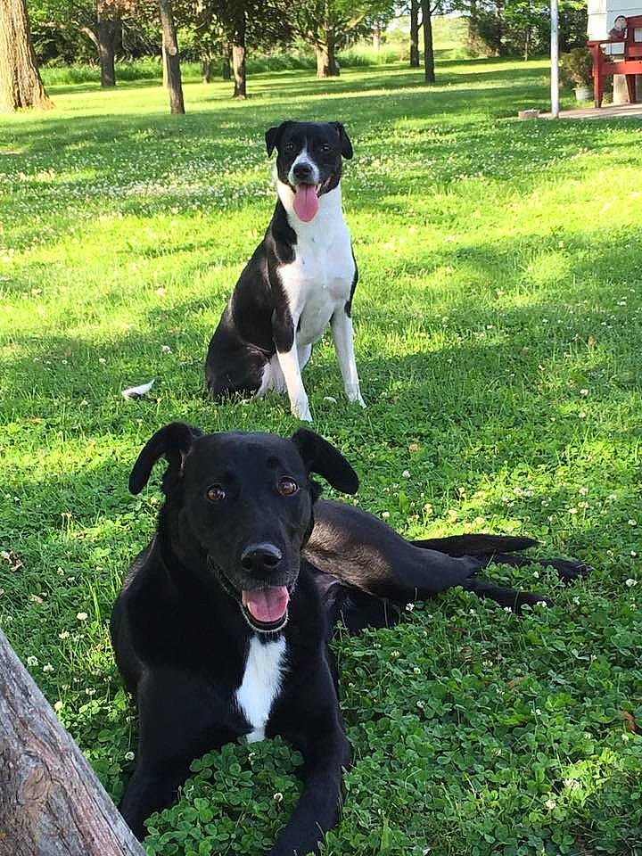 Kiera joined the competition — help win amazing prizes! american_staffordshire_terrier, borador, border_collie, canidae, carnivore, dog, dog_breed, grass, mammal, mcnab, plant, sporting_group, stabyhoun, vertebrate