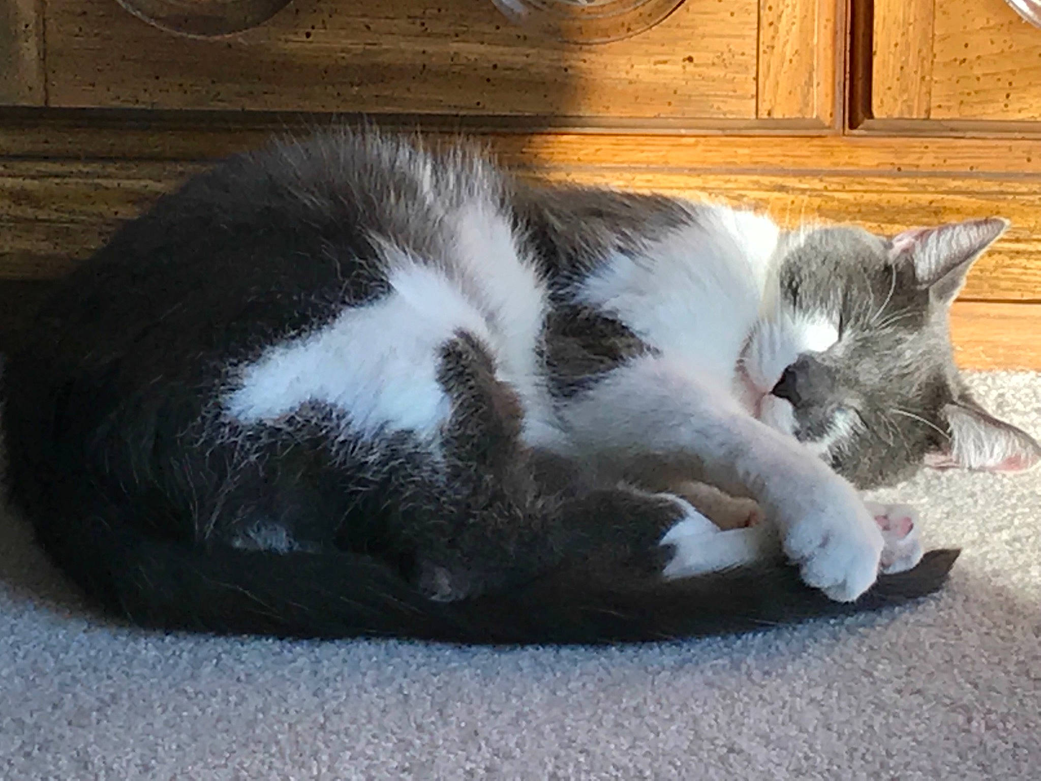 Oscar Meowscawitz joined the competition — help win amazing prizes! black_and_white, carnivore, cat, domestic_short_haired_cat, ear, european_shorthair, felidae, fur, kitten, mammal, nap, paw, polydactyl_cat, small_to_medium_sized_cats, snout, tail, whiskers