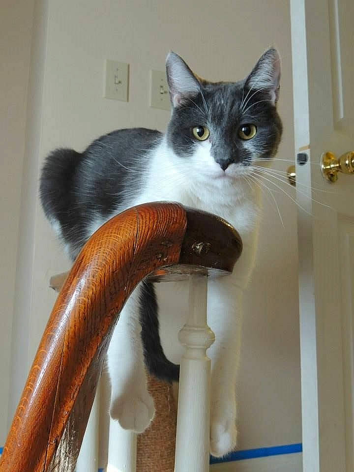 Oscar Meowscawitz is registered to the contest to win money with this photo: asian, carnivore, cat, domestic_short_haired_cat, fawn, felidae, kitten, small_to_medium_sized_cats, tail, whiskers