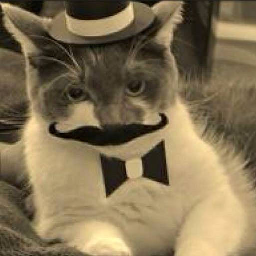 Oscar Meowscawitz is registered to the contest to win money with this photo: asian, carnivore, cat, domestic_short_haired_cat, felidae, fur, hat, headgear, kitten, photo_caption, polydactyl_cat, small_to_medium_sized_cats, whiskers