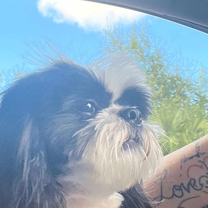 Bandit Jack Ferro is registered to the contest to win money with this photo: adult, affenpinscher, animal, ankle, arm, bodypart, canine, dog, electronics, face, female, hand, head, person, pet, puppy, skin, tattoo, terrier, woman