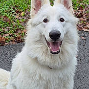 Astrale a rejoint le concours — aidez-le/la à gagner de superbes lots ! dog, white_dog, fluffy, happy, smiling, outdoor, grass, leaves, pavement, pet, canine, nature, animal, ears, fur, sitting, tongue, friendly, cute, portrait