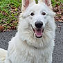 dog, white_dog, fluffy, happy, smiling, outdoor, grass, leaves, pavement, pet, canine, nature, animal, ears, fur, sitting, tongue, friendly, cute, portrait