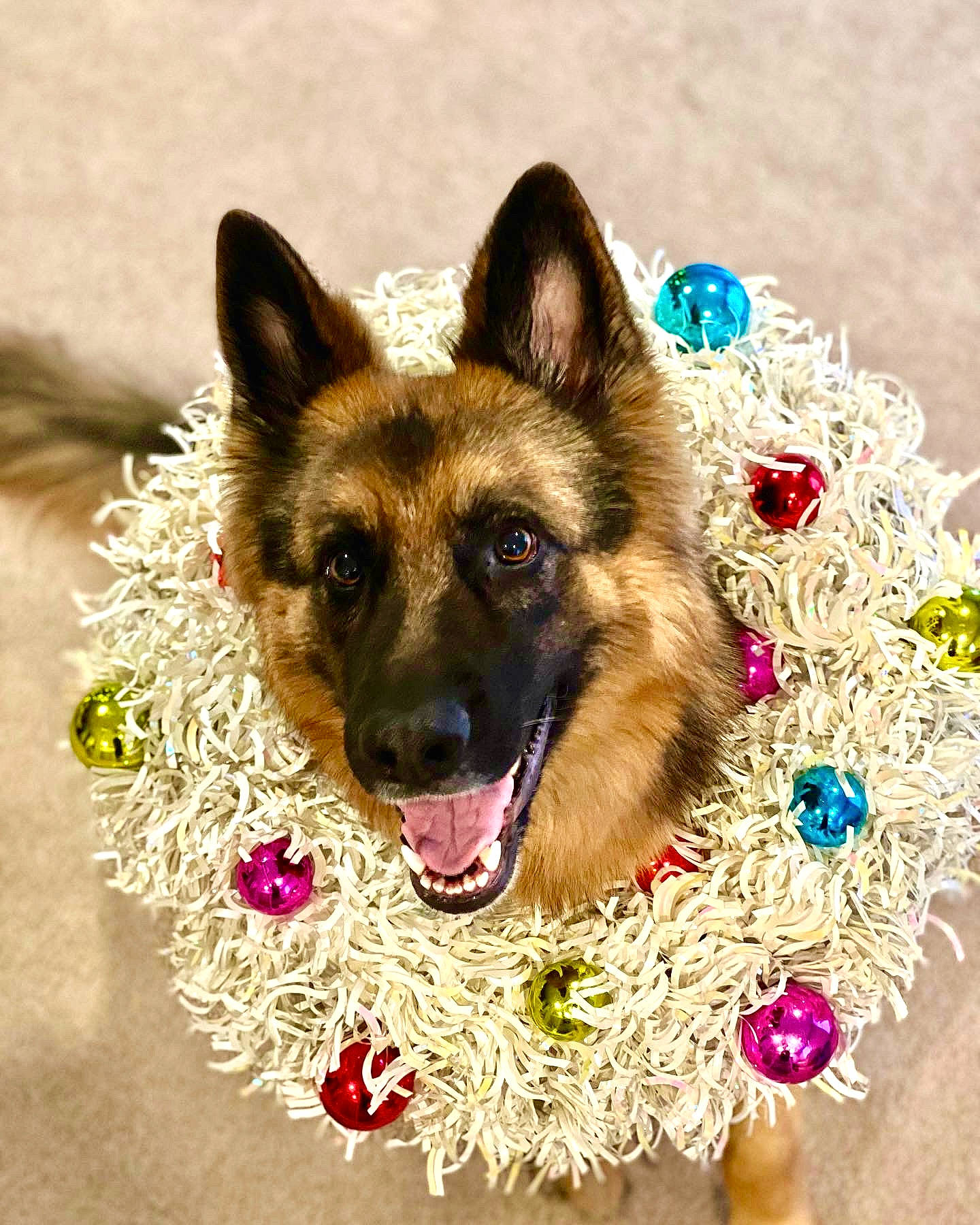 Bruin joined the competition — help win amazing prizes! canidae, carnivore, collar, companion_dog, dog, dog_breed, dog_supply, event, fawn, fur, german_shepherd_dog, king_shepherd, old_german_shepherd_dog, plant, snout, sporting_group, terrestrial_animal, tree, whiskers, working_animal