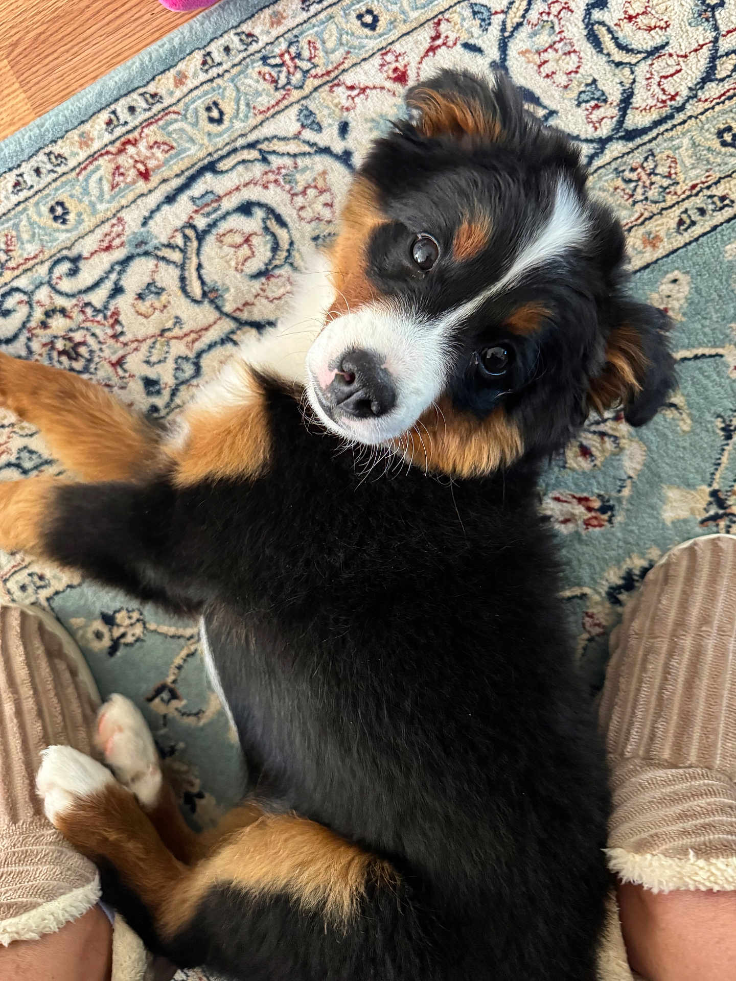 Suni joined the competition — help win amazing prizes! puppy, dog, tricolor, fluffy, lying_down, carpet, rug, indoors, pet, cute, looking_up, slippers, cozy, home, soft, fur, black, brown, white, animal