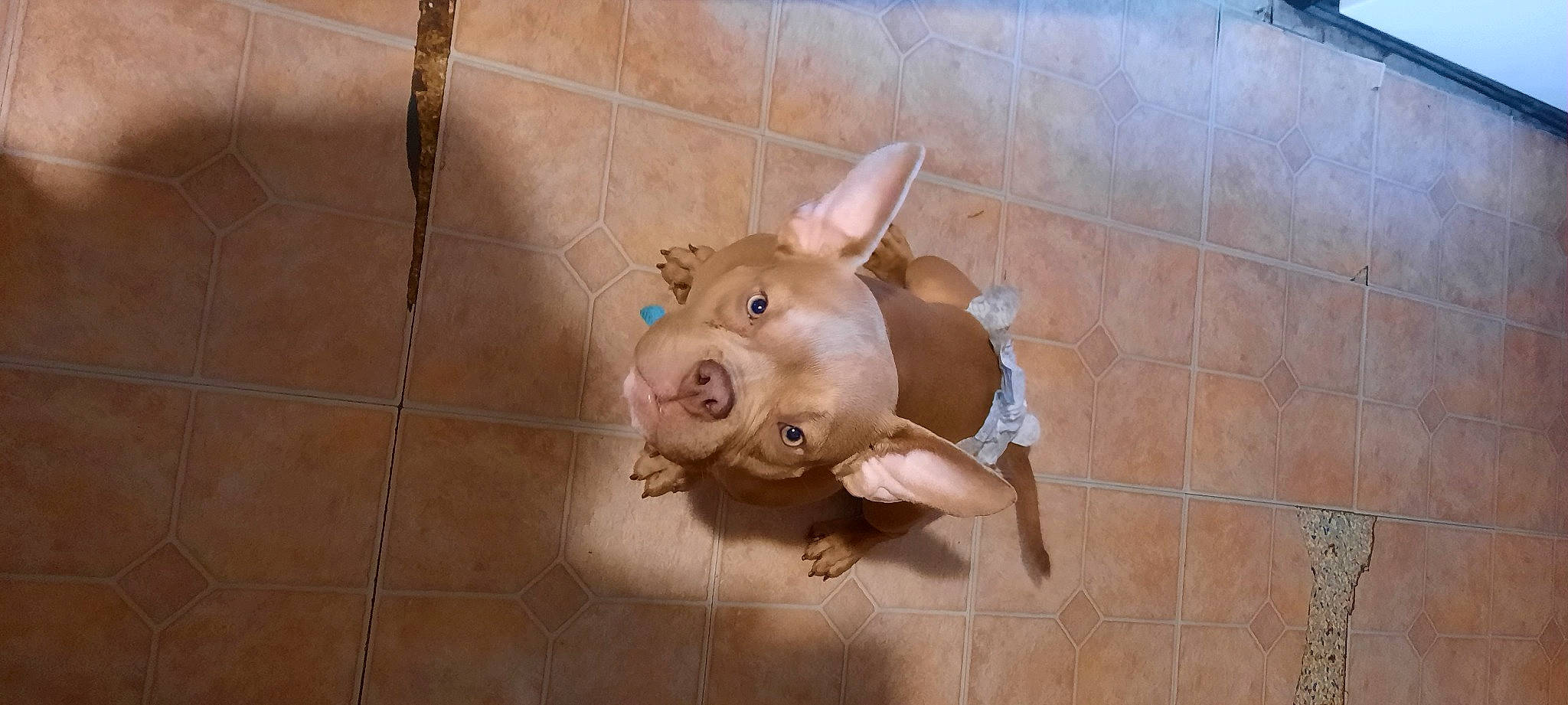 Lincoln is registered to the contest to win money with this photo: art, domestic_pig, eye, fawn, flesh, floor, flooring, metal, sculpture, snout, suidae, terrestrial_animal, tile, visual_arts, wood