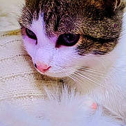 Arsene participe au concours pour gagner de l'argent avec cette photo : animal, cat, close_up, cozy, cute, ears, face, fur_texture, indoor, knitted_blanket, pet, pink_nose, relaxed, resting, sleepy, soft, tabby, warm_light, whiskers, white_fur