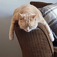 Luna is registered to the contest to win money with this photo: cat, sleeping, furniture, chair, corduroy, beige, pet, animal, cozy, indoor, relaxed, napping, paws, whiskers, domestic, cute, resting, soft, calm, home