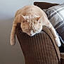 cat, sleeping, furniture, chair, corduroy, beige, pet, animal, cozy, indoor, relaxed, napping, paws, whiskers, domestic, cute, resting, soft, calm, home