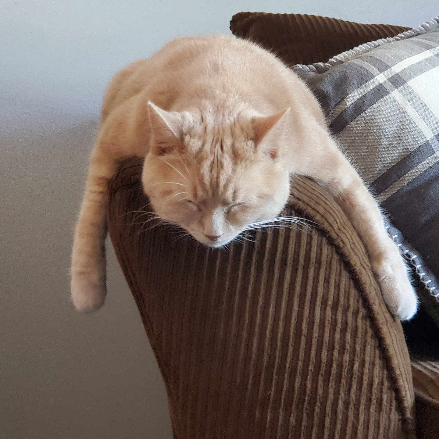 Luna is registered to the contest to win money with this photo: animal, beige, calm, cat, chair, corduroy, cozy, cute, domestic, furniture, home, indoor, napping, paws, pet, relaxed, resting, sleeping, soft, whiskers